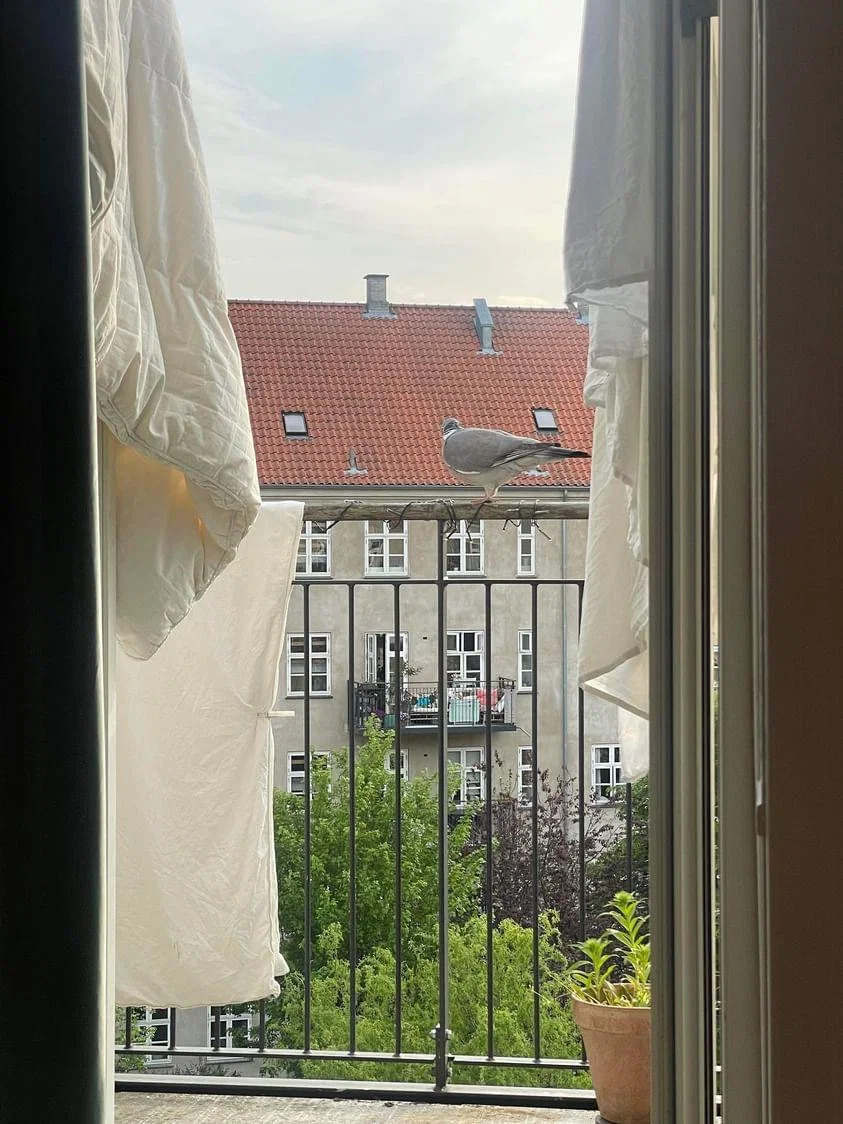 Lys 2-værelses med stor altan på Ydre Nørrebro - Kun bytte i tilsvarende prisleje (læs beskrivelse)