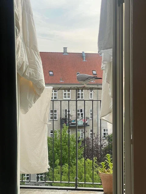 Lys 2-værelses med stor altan på Ydre Nørrebro - Kun bytte i tilsvarende prisleje (læs beskrivelse)